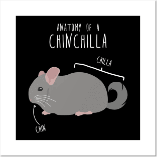 Chinchilla Anatomy Posters and Art